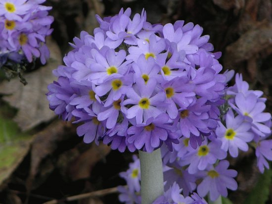 Blue and yellow flowers, Bhutan