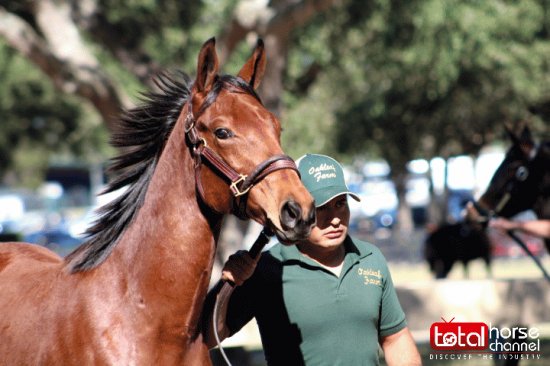 2016 Bay Colt By: Adios Charlie