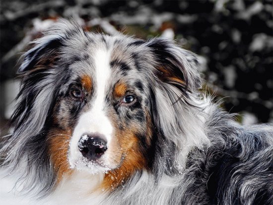 australian shepherd