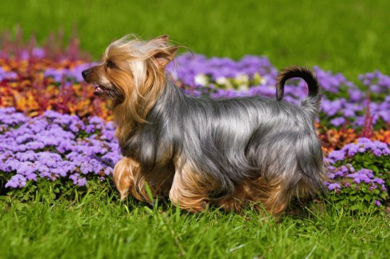 silky terrier