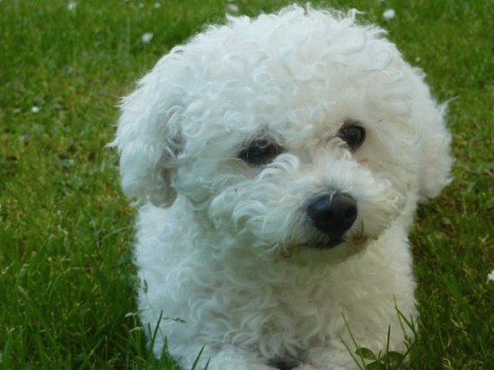 bichon a poil frise