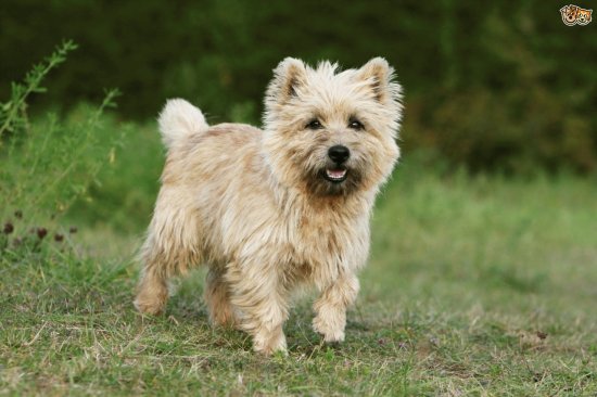 cairn terrier