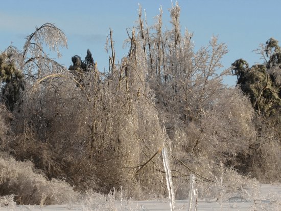 Across the field after ice storm