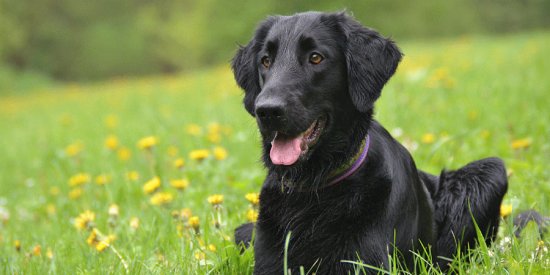 flat coated  retriever