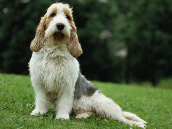 grand basset griffon vendeen