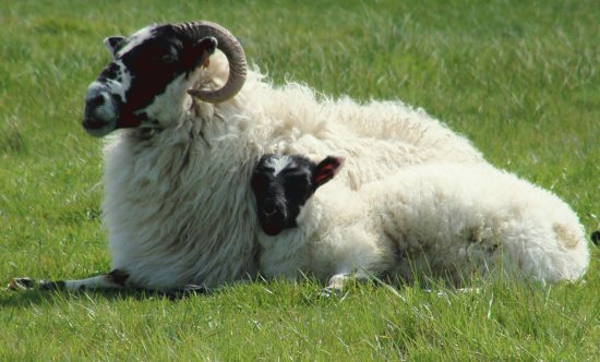 Scottish Black Face