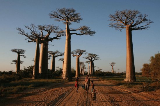 Bosque de Baobabs, Madagascar