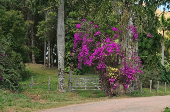 Porteira enfeitada com primavera