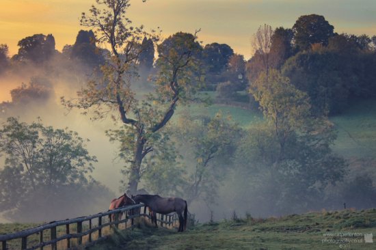 Horses in the Cotswold mist