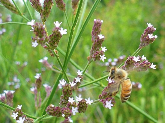 Tiny pale lavender wildflowers with bee