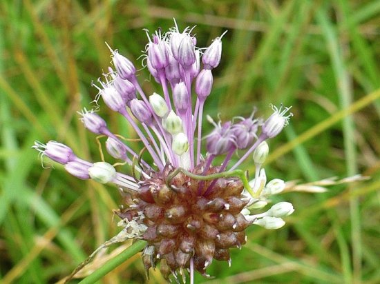 Flowering wild chives