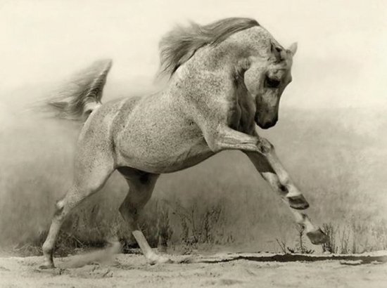 running horse