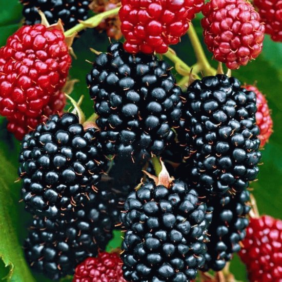 moras