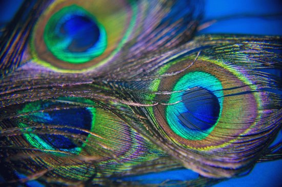 peacock feathers