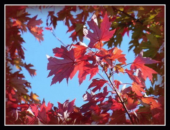 Red maple leaves1