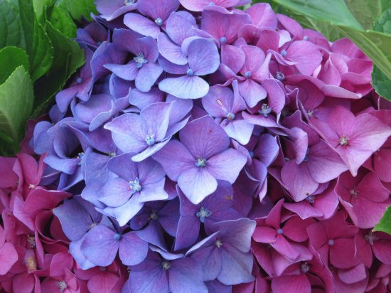 hydrangea