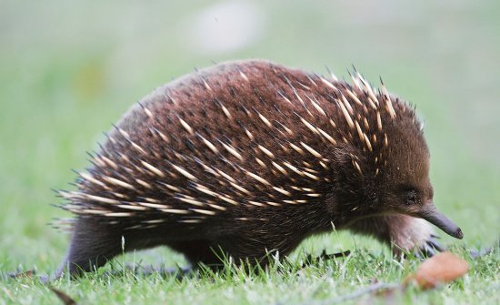 Echidna