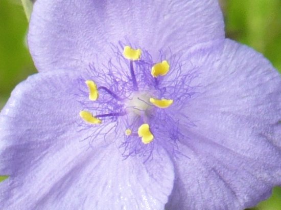 Small purple flower1