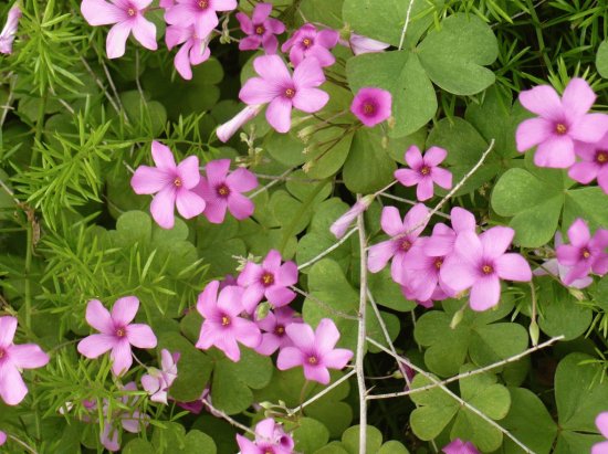 Oxalis (shamrock flower)1