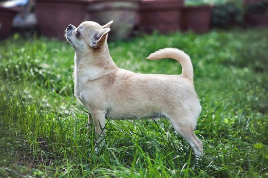 Chihuahua a pelo corto