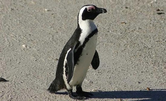 Pinguino africano