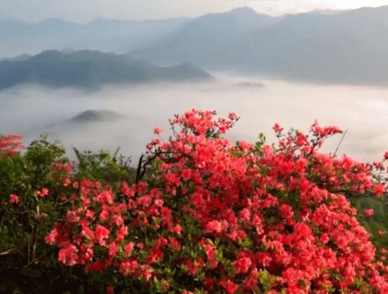 Cherry Blossoms in East Asia