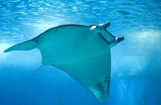 Mantarraya