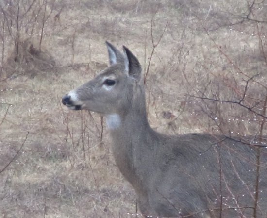 Good morning mother deer!