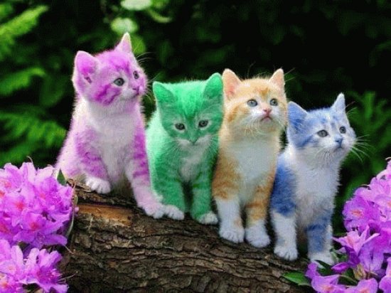 unos lindo gatitos