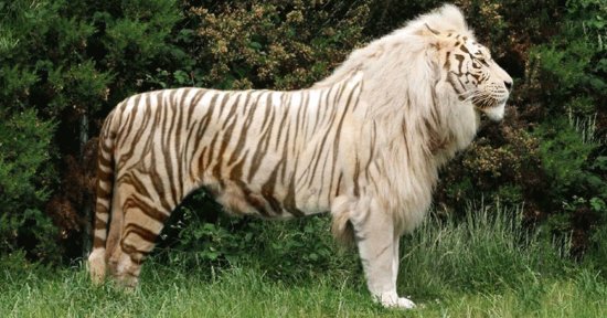 Tigone incrocio tigre maschio leonessa femmina