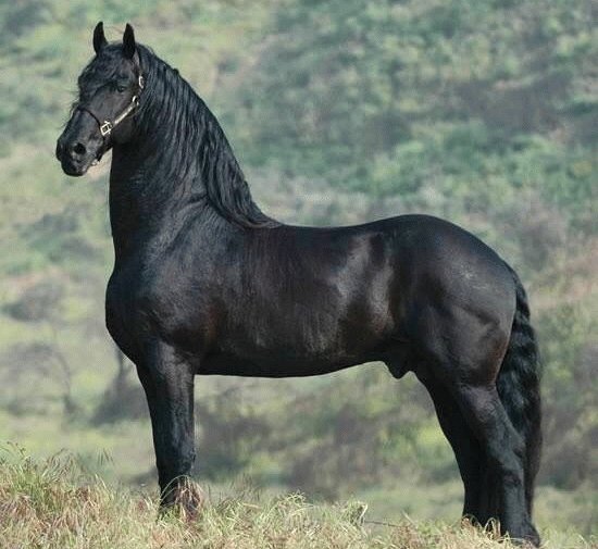 Beautiful black horse