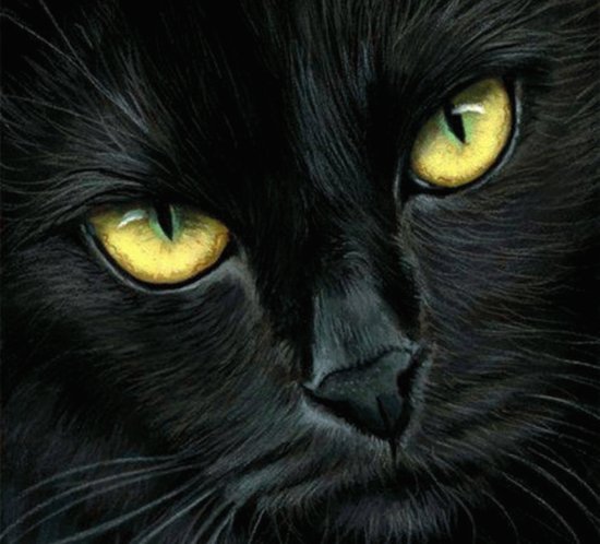 Black kitty