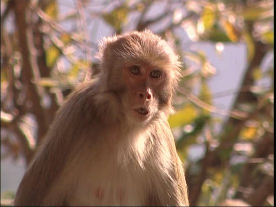 Macaco rhesus