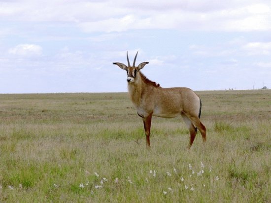 Antilope roana