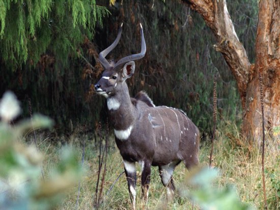 Nyala di montagna