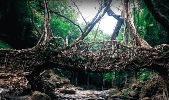 Living Roots Bridge Medallia