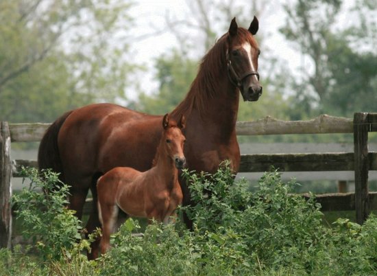 mare and foal