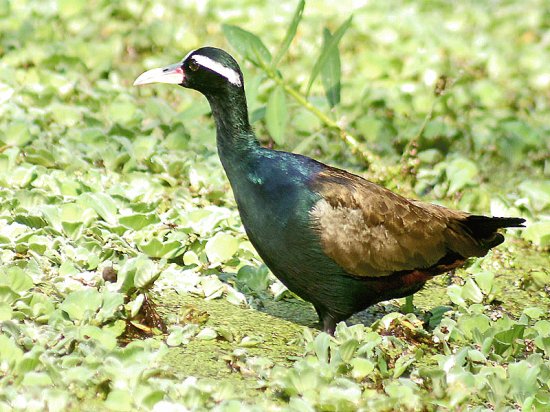 Jacana alibronzo