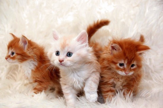 three little kitties