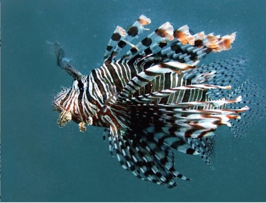 lionfish