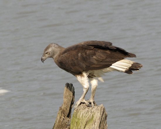 Aquila pescatrice testagrigia