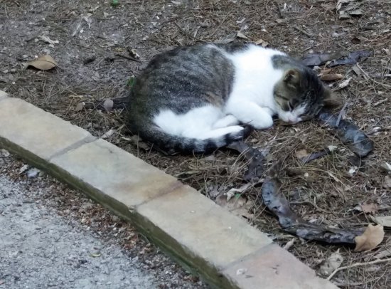 en el botanico valencia