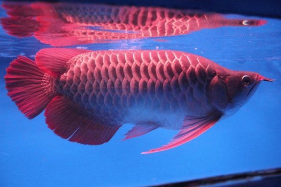 arowana