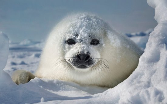 baby seal