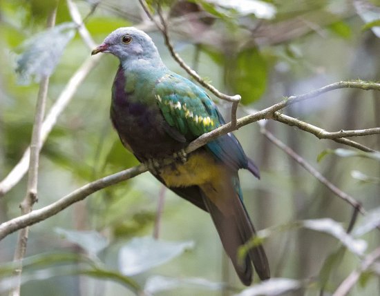 Colomba frugivora