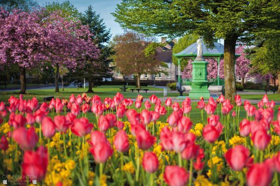 Spring tulips on the green