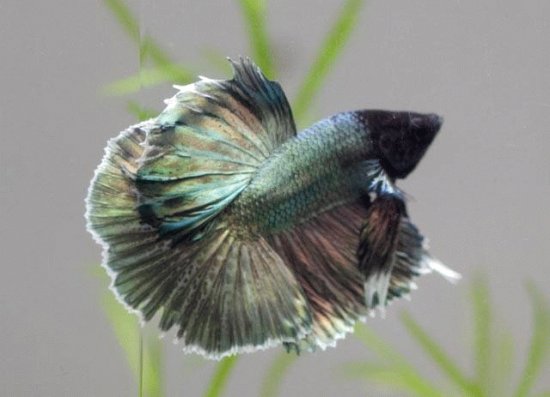 Betta