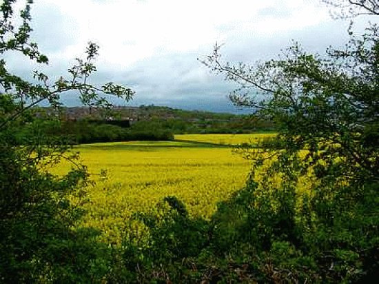 Rapeseed