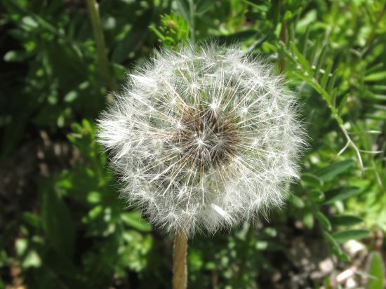 Dandelion fluffs