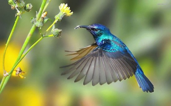 colibri